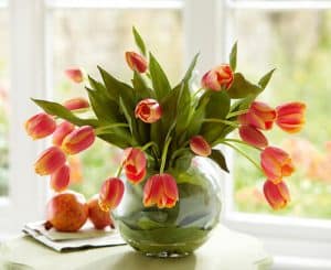 hoa-tulip (1)
