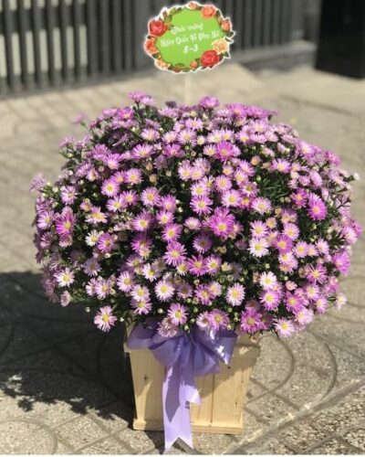 Tím mộng mơ