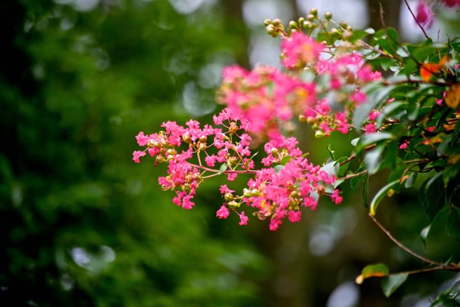 Y-nghia-hoa-tuong-vi-15