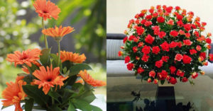 cắm hoa đơn giản ngày Tết với những cách cắm đơn giản