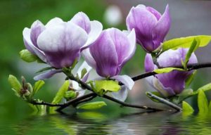 Hoa-ngoc-lan