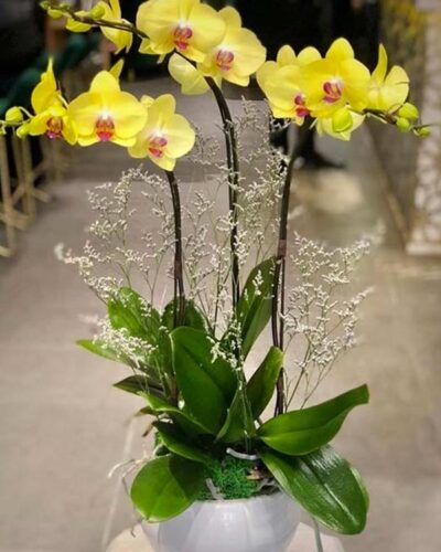 Tài lộc 01