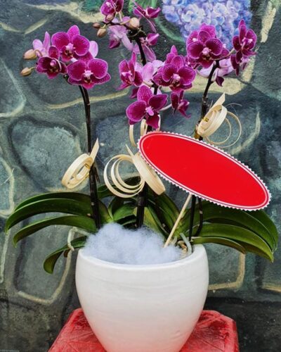 Lộc phát trường niên