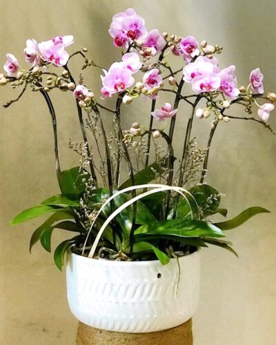 Mộc lan 001