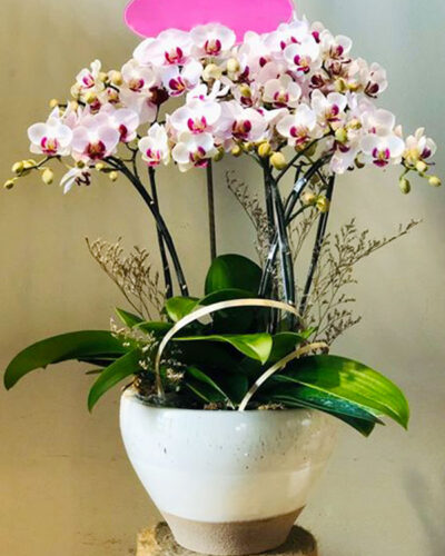 Vạn phúc 001