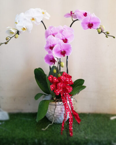 Lộc bên hiên nhà 001