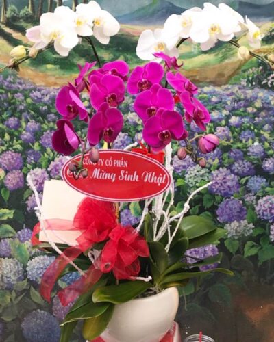 Niềm vui nhân đôi