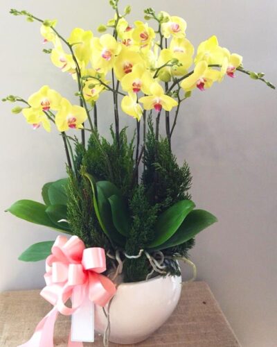 Vươn mình tỏa sáng 001