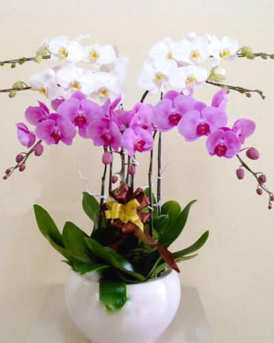 Dẫn lối yêu thương 001