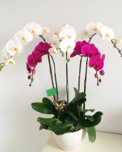 Mãi đắm say 001