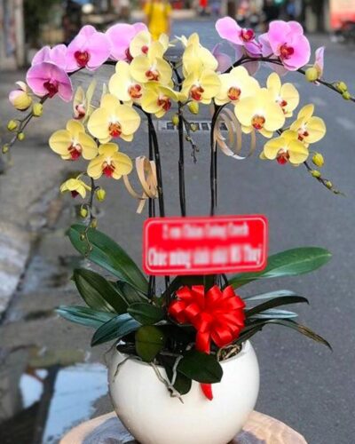 Trường thịnh 002