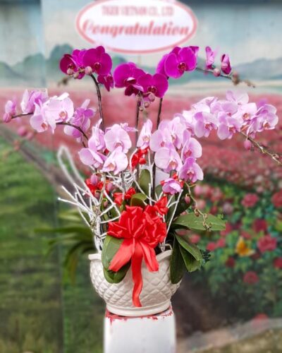 Vạn phúc viên mãn 001