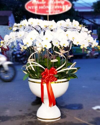 Xuân ngọt ngào