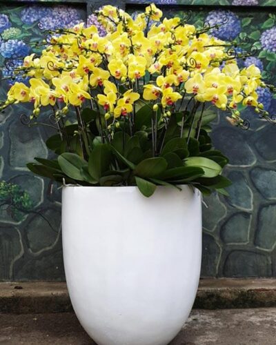 Đại tài đại cát 002