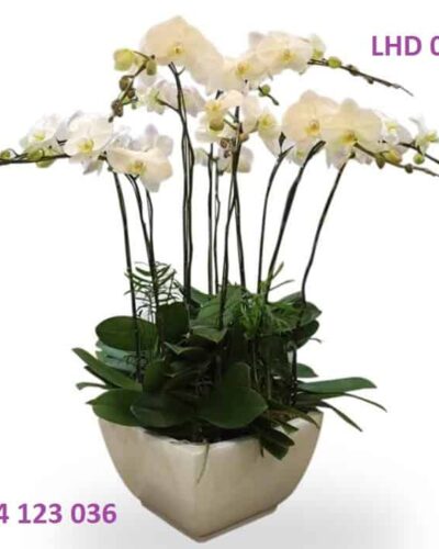 Yêu kiều LHD025