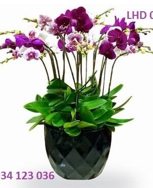Đạm đạo LHD027