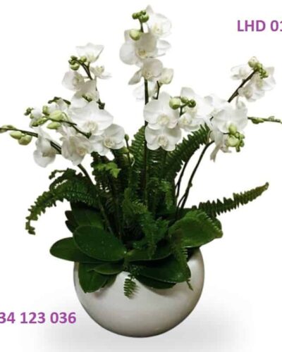 Hoàng gia LHD026
