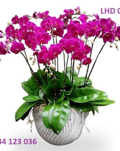 hoa lan ho diep tim dam