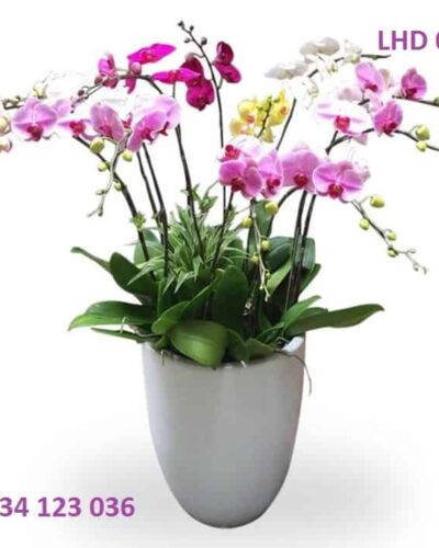 Phúc lộc thọ LHD011