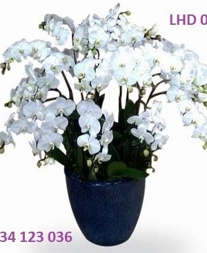 hoa lan ho diep trang to