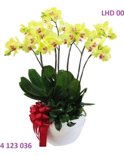 hoa lan ho diep vang