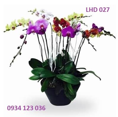 Trang nhã LHD018
