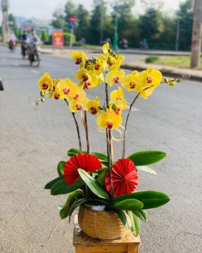 Nắng vàng