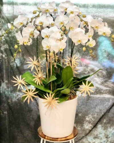 hoa lan ho diep trang 1