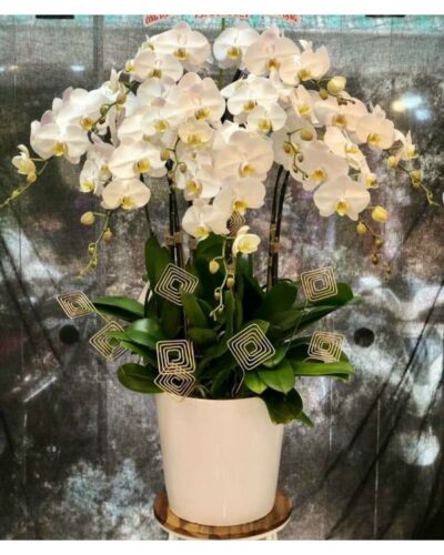 hoa lan ho diep trang 7