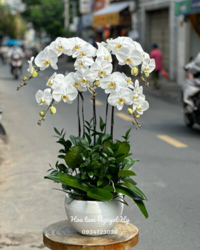 Lan Ho Diep Gia Re 345345.jpg