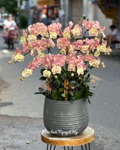 Lan Ho Diep Quan 6 0000.jpg