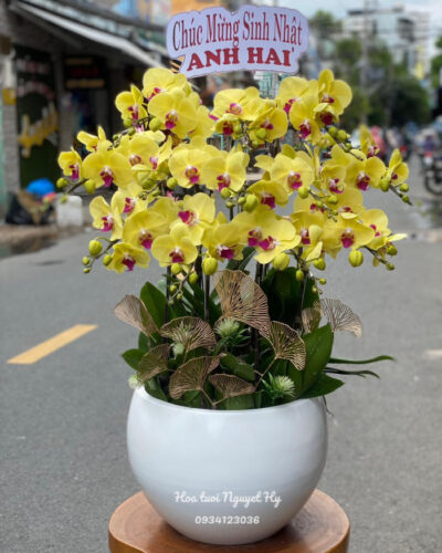 Lan Ho Diep Tan Binh .jpg
