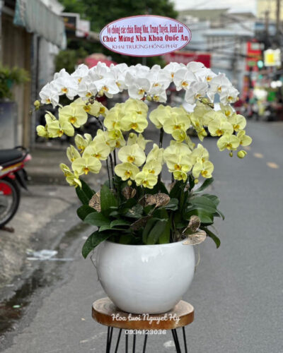 Lan Ho Diep Tan Binh 458475.jpg