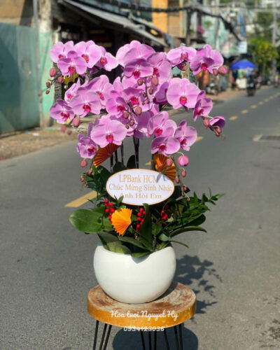 Lan Ho Diep Tan Binh 485498.jpg