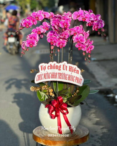 Lan Ho Diep Tan Phu .jpg