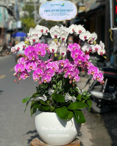 Lan Ho Diep Tan Phu 3545.jpg