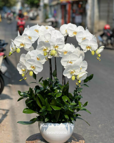 Lan Ho Diep Tan Phu 3984.jpg