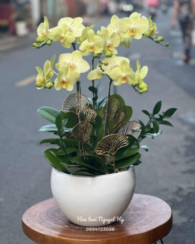 Lan Ho Diep Vang 5 Canh.jpg