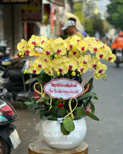 Lan Ho Diep Vang 8canh Dep.jpg