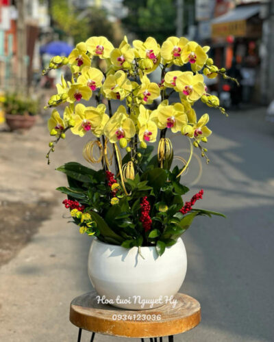 Lan Ho Diep Vang Sang Trong.jpg